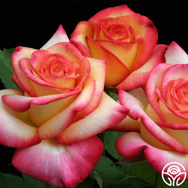 Dream Ruffle Rose Dream Come True Rose - Grandiflora - Lightly Fragrant – Heirloom Roses