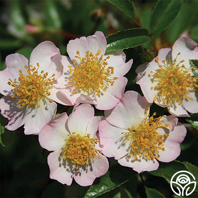 Dreaming Rose - Rambling Rose - Lightly Fragrant – Heirloom Roses