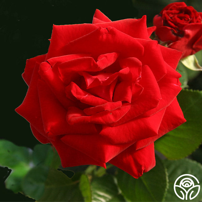 Drop Dead Red Rose - Floribunda - Lightly Fragrant – Heirloom Roses