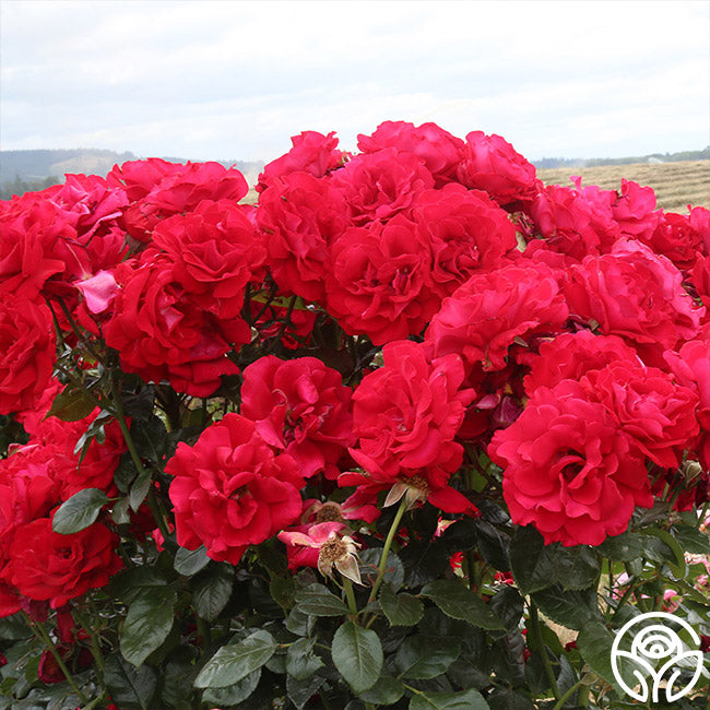 Drop Dead Red Rose - Floribunda - Lightly Fragrant – Heirloom Roses