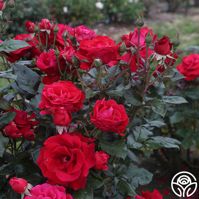 Drop Dead Red Rose - Floribunda - Lightly Fragrant – Heirloom Roses