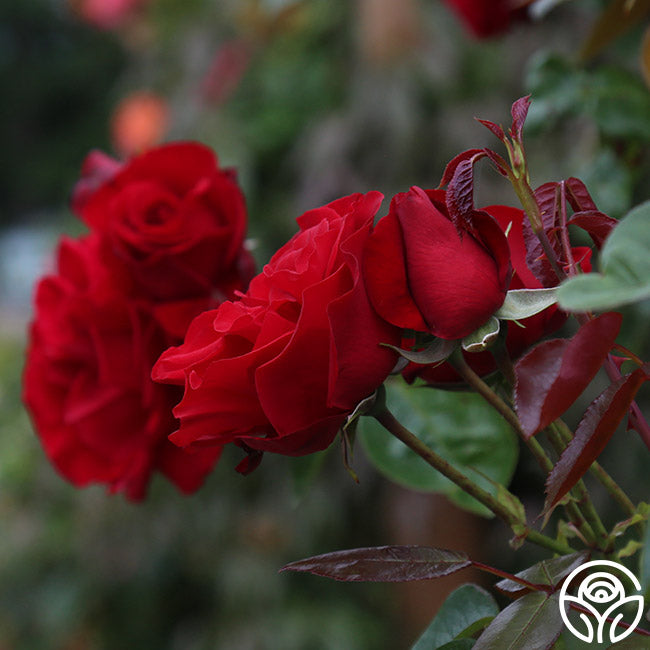 Heirloom Roses Dublin Bay Rose - Thumbnail 3