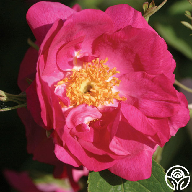 Duchess Of Portland Portlands Rose | Pink Rose Bush – Heirloom