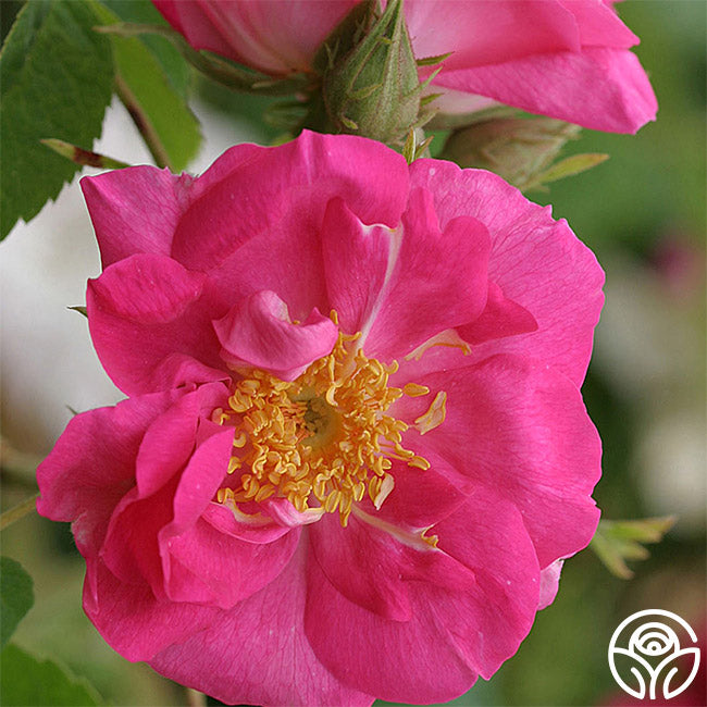 Duchess Of Portland Rose - Portlands - Moderately Fragrant – Heirloom Roses