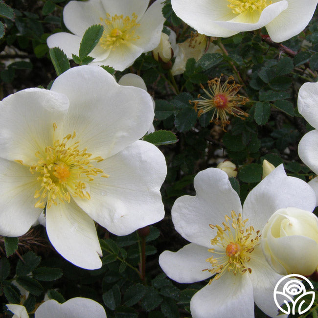 Dunwich Rose