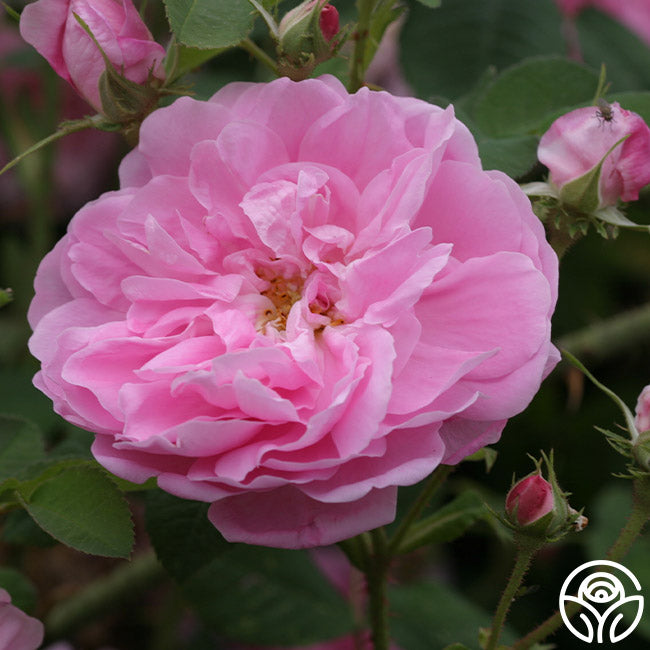 Dutch Provence Centifolias Rose | Fragrant Rose Plant – Heirloom