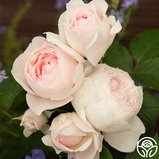earth angel rose seeds Parfuma Earth Angel Floribunda Rose