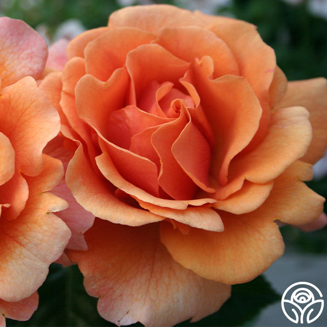 Easy Does Roses Easy Does It Rose
