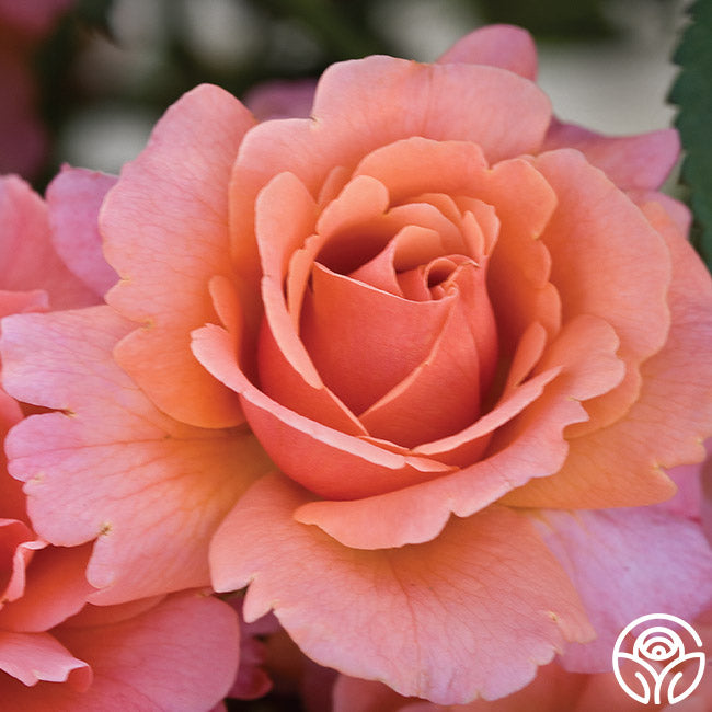 Easy Does Roses Easy Does It Rose - Floribunda - Lightly Fragrant – Heirloom Roses
