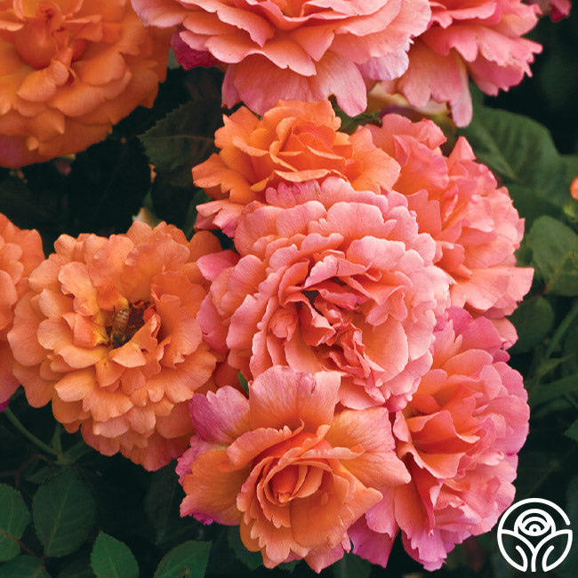 Easy Does Roses Easy Does It Rose - Floribunda - Lightly Fragrant – Heirloom Roses