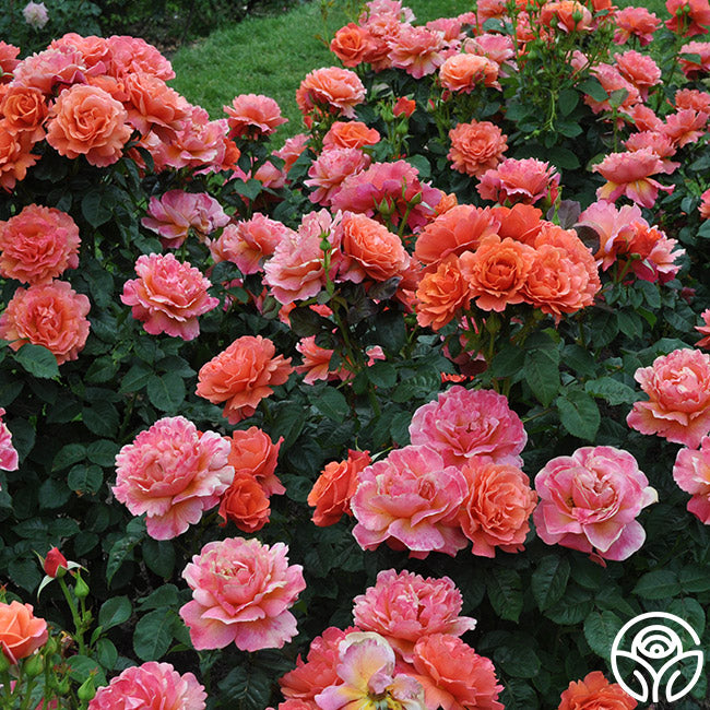 Easy Does Roses Easy Does It Rose Bush