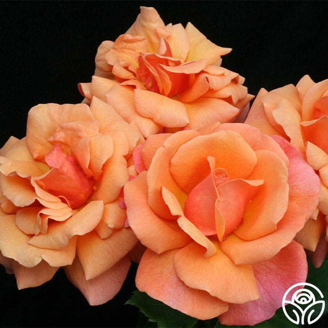 Easy Does Roses Easy Does It Rose - Floribunda - Lightly Fragrant – Heirloom Roses