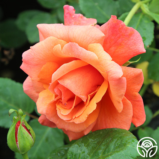 Easy Does Roses Easy Does It Rose Bush