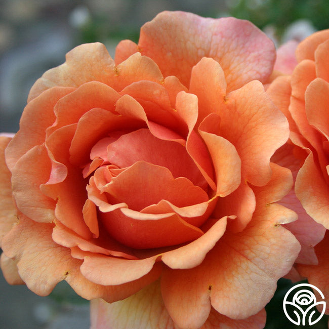 Easy Does Roses Easy Does It Rose - Floribunda - Lightly Fragrant – Heirloom Roses