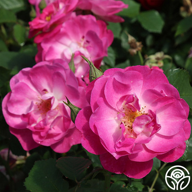 Easy To Please™ | Pink Floribunda Rose Bush – Heirloom Roses