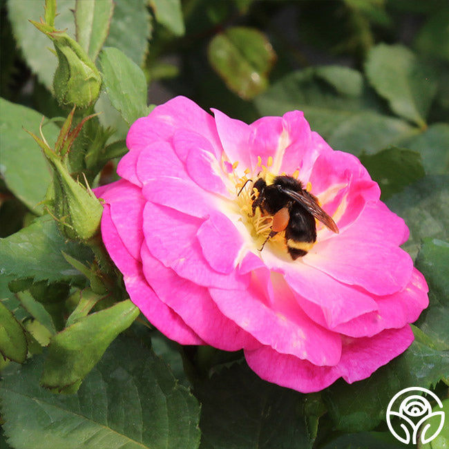 Easy To Please™ | Pink Floribunda Rose Bush – Heirloom Roses