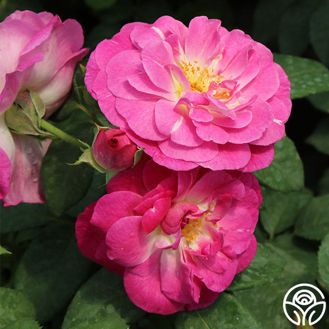 Easy To Please™ | Pink Floribunda Rose Bush – Heirloom