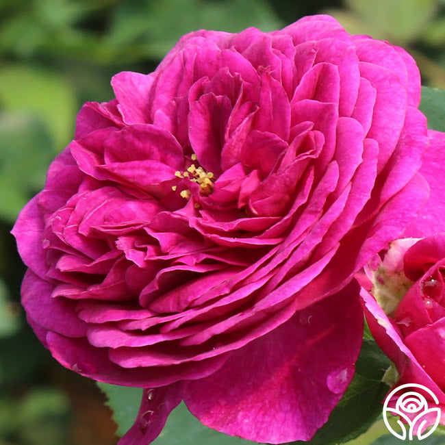 Ebb And Flow Roses Ebb Tide Rose - Floribunda - Exceptionally Fragrant – Heirloom Roses