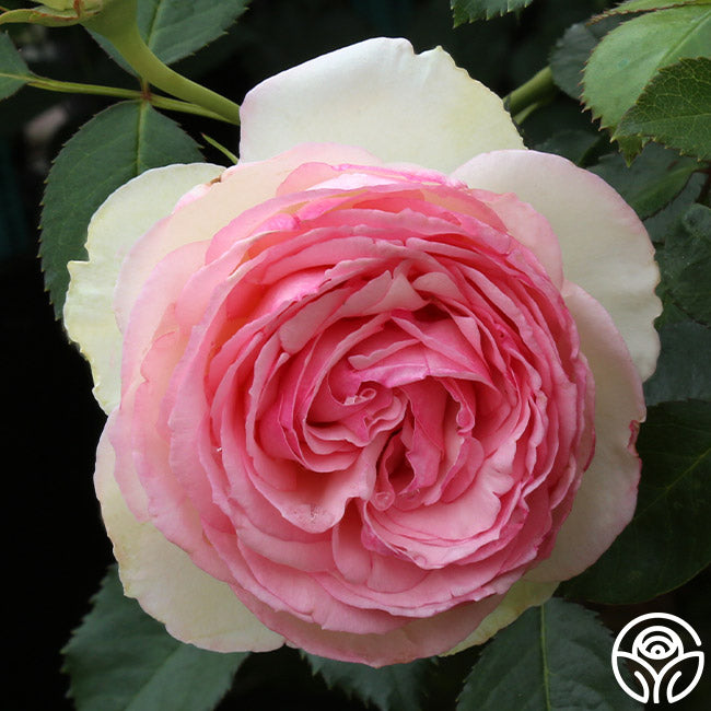 Eden Climber Climbing Rose | Heirloom Roses