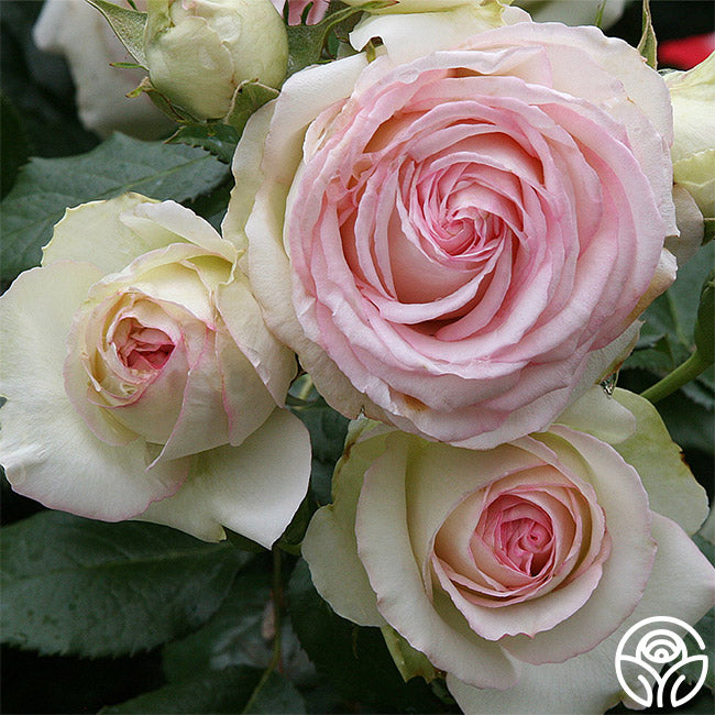 eden rose seeds Heirloom Roses Eden Climber Rose Plant