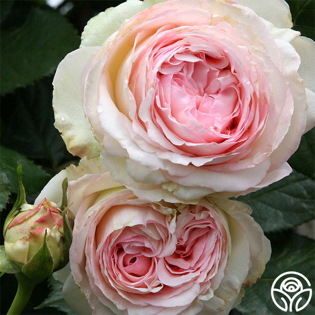 Heirloom Roses Vs Normal Roses Heirloom Rose