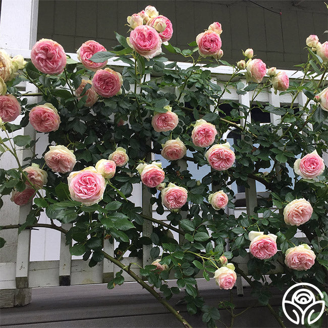 Heirloom Roses Eden Climber Rose - Thumbnail 5