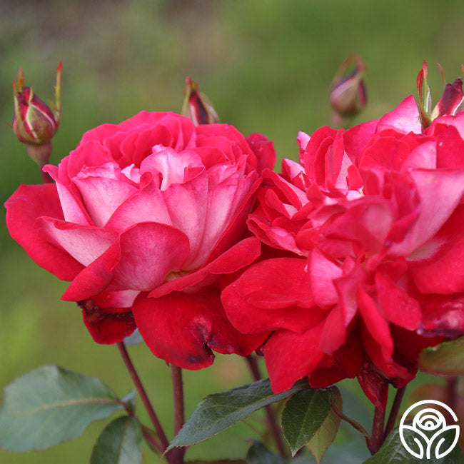 El Catala Hardy Rose | Red Rose Plant – Heirloom