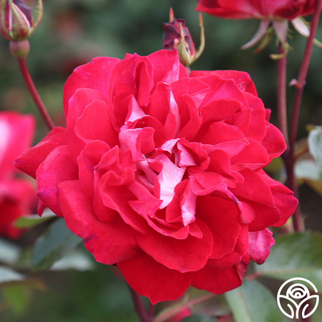 El Catala Hardy Rose | Red Rose Plant – Heirloom