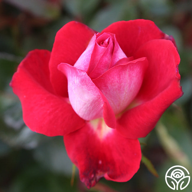 El Catala Rose - Hardy - Moderately Fragrant – Heirloom Roses