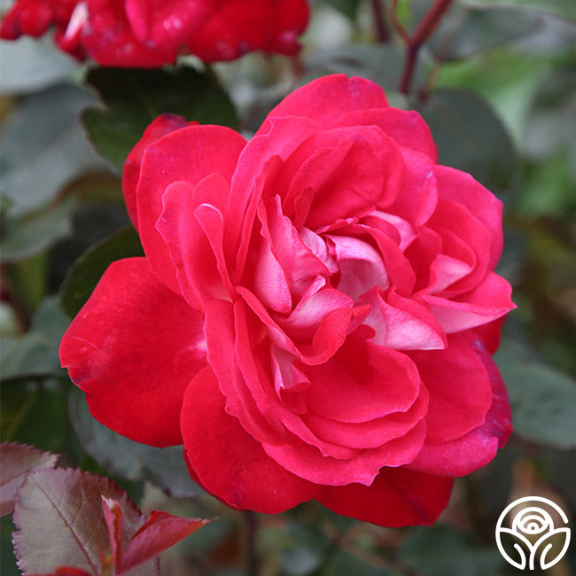 El Catala Rose - Hardy - Moderately Fragrant – Heirloom Roses
