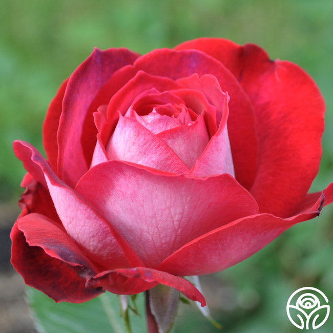 El Catala Hardy Rose | Red Rose Plant – Heirloom