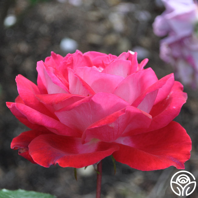 El Catala Rose - Hardy - Moderately Fragrant – Heirloom Roses