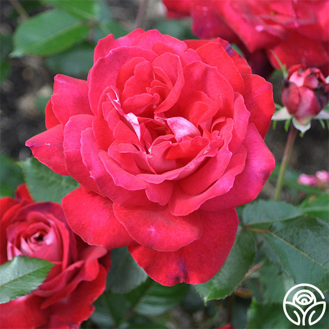 El Catala Rose - Hardy - Moderately Fragrant – Heirloom Roses