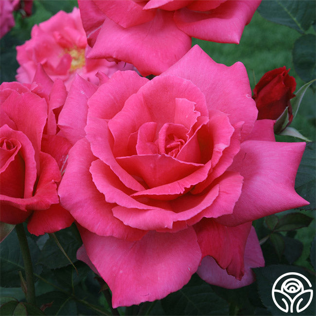 Electron Rose - Hybrid Tea - Exceptionally Fragrant – Heirloom Roses