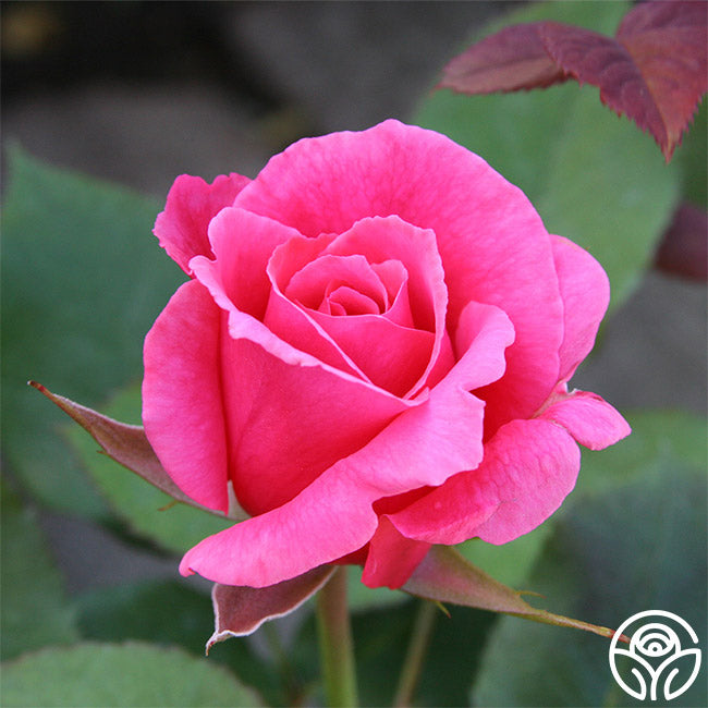 ElectronHybrid Tea Rose | Fragrant Rose Bush – Heirloom Roses