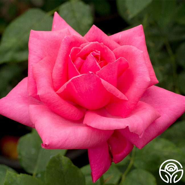 Electron Rose - Hybrid Tea - Exceptionally Fragrant – Heirloom Roses