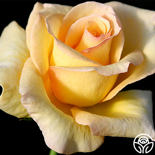 Eleant Roses Elegant Beauty Rose - Hybrid Tea - Moderately Fragrant – Heirloom Roses