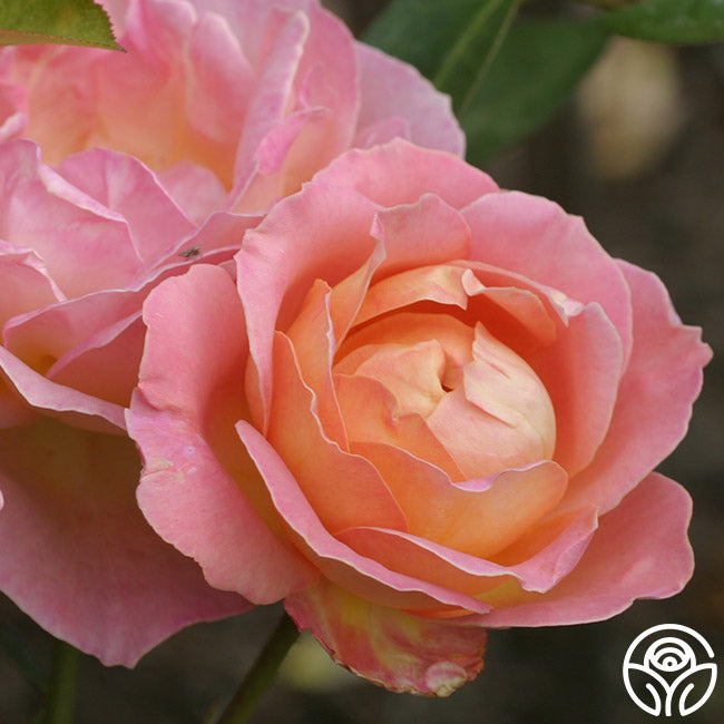 Elle Rose - Hybrid Tea - Moderately Fragrant – Heirloom Roses