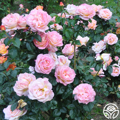 Elle Rose - Hybrid Tea - Moderately Fragrant – Heirloom Roses