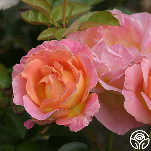 Heirloom Roses Hybrid Tea Rose Bush Live Plants in 1 Gallon Container, Double Bloom