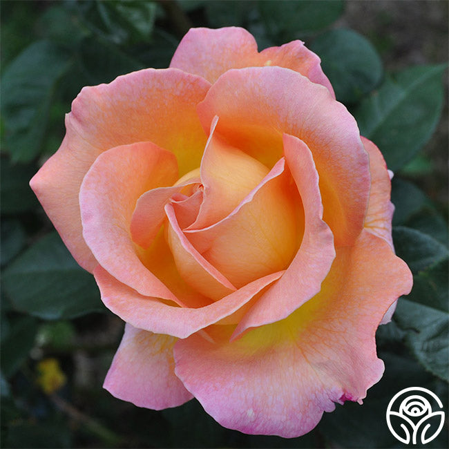 Elle Rose - Hybrid Tea - Moderately Fragrant – Heirloom Roses