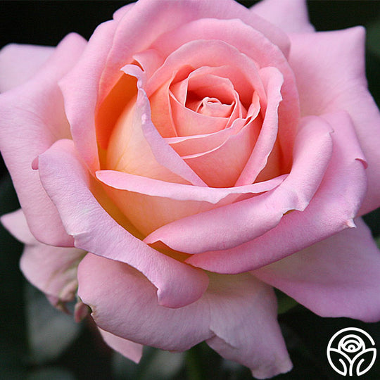 Elle Rose - Hybrid Tea - Moderately Fragrant – Heirloom Roses