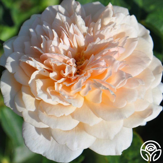 English Garden Rose - David Austin - Moderately Fragrant – Heirloom Roses
