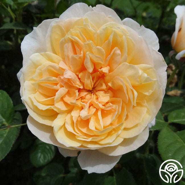 English Garden Rose - David Austin - Moderately Fragrant – Heirloom Roses