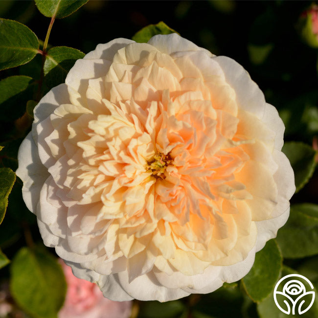 English Garden Rose - David Austin - Moderately Fragrant – Heirloom Roses