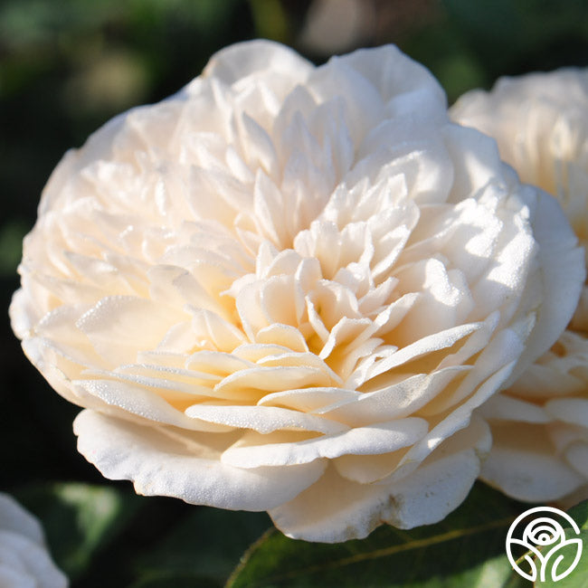 English Garden Rose - David Austin - Moderately Fragrant – Heirloom Roses