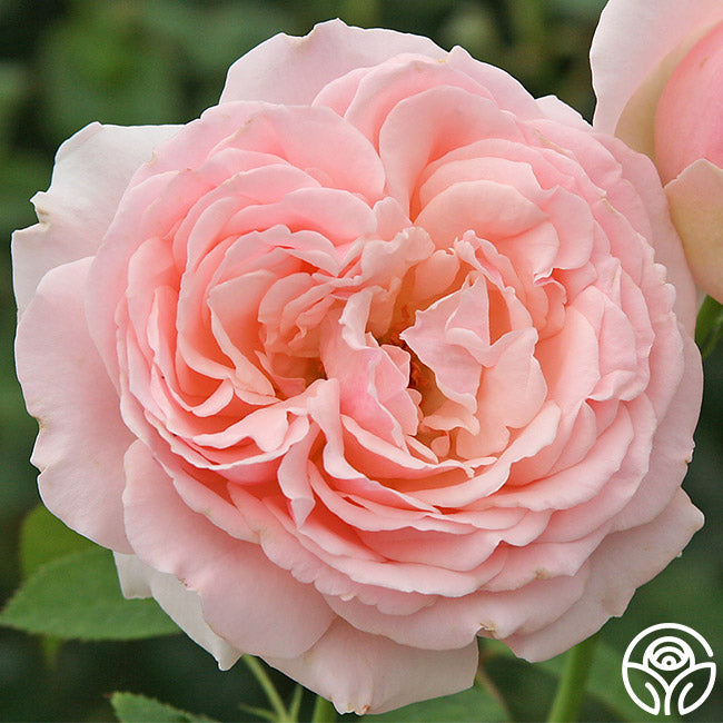 English Sachet Rose - Hybrid Tea - Very Fragrant – Heirloom Roses