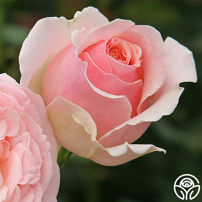 English Sachet Hybrid Tea Rose | Fragrant Rose Bush – Heirloom Roses