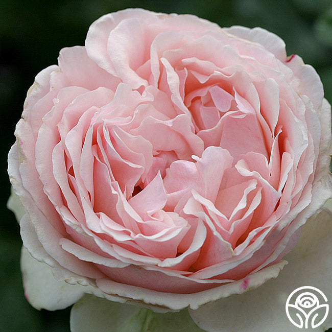 English Sachet Rose - Hybrid Tea - Very Fragrant – Heirloom Roses
