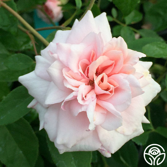 Everblooming Cl Cécile Brünner Rose - Rambling Rose - Lightly Fragrant ...